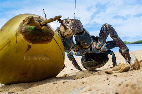 coconut crab in the philippines|Coconut crab .